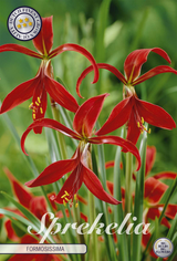 Sprekelia Formosissima