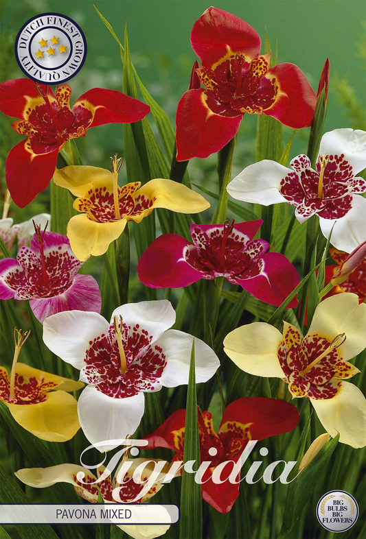 Tigridia Pavona Mixed