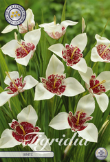 Tigridia White