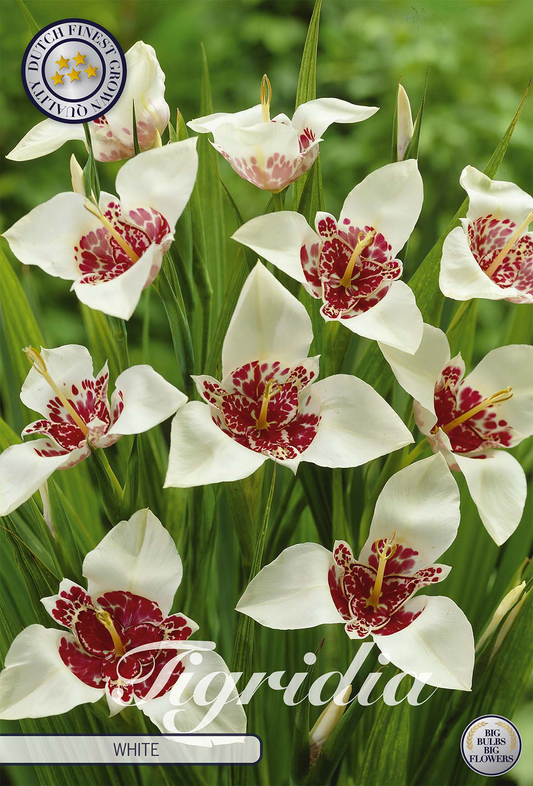 Tigridia White