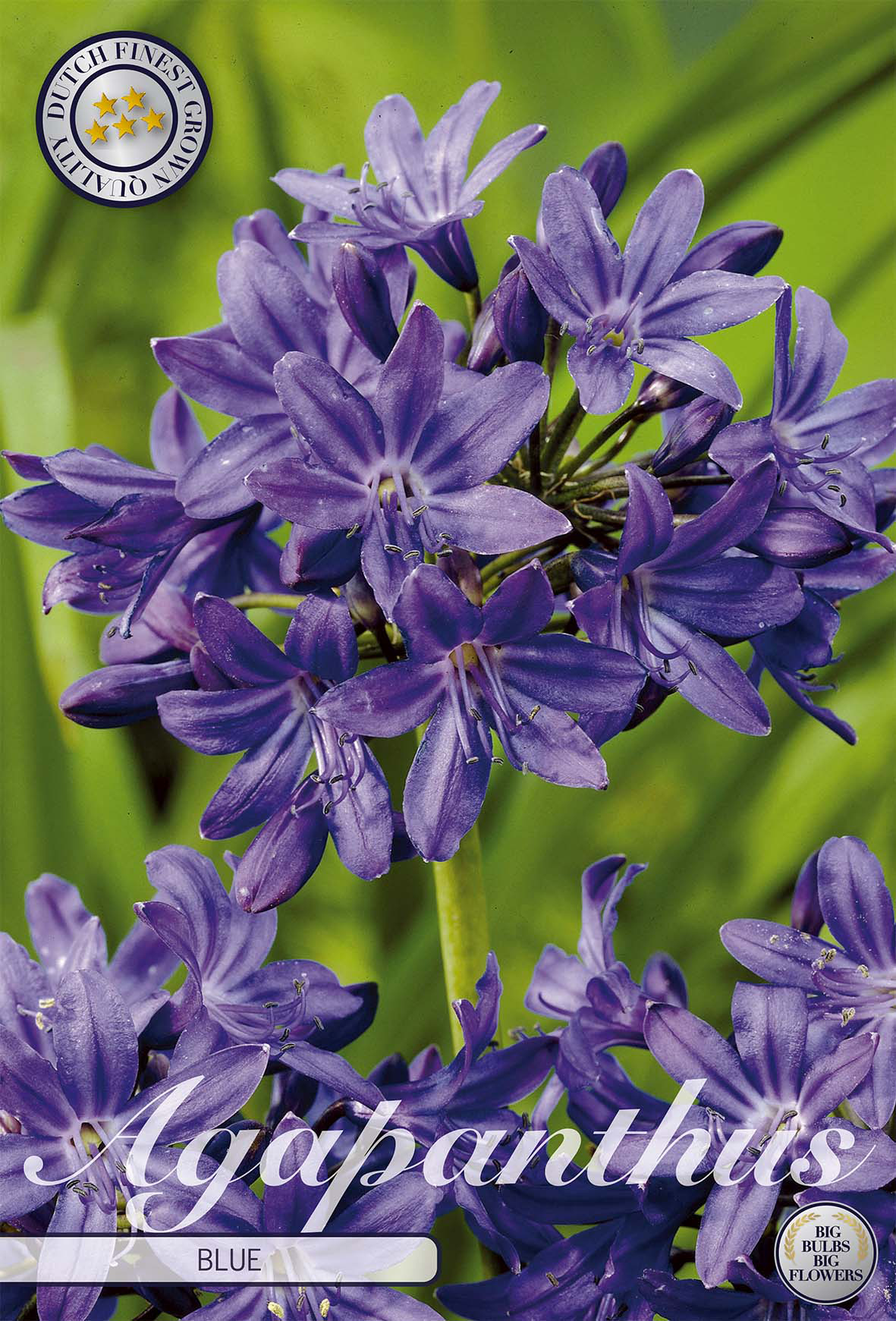 Agapanthus Blue