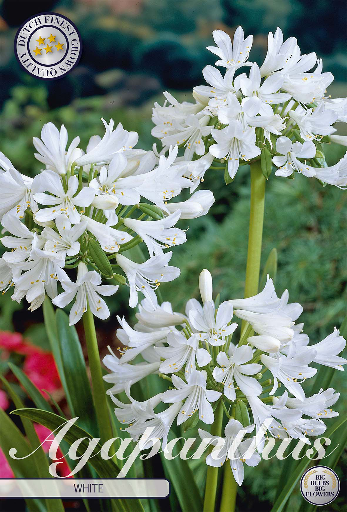 Agapanthus White