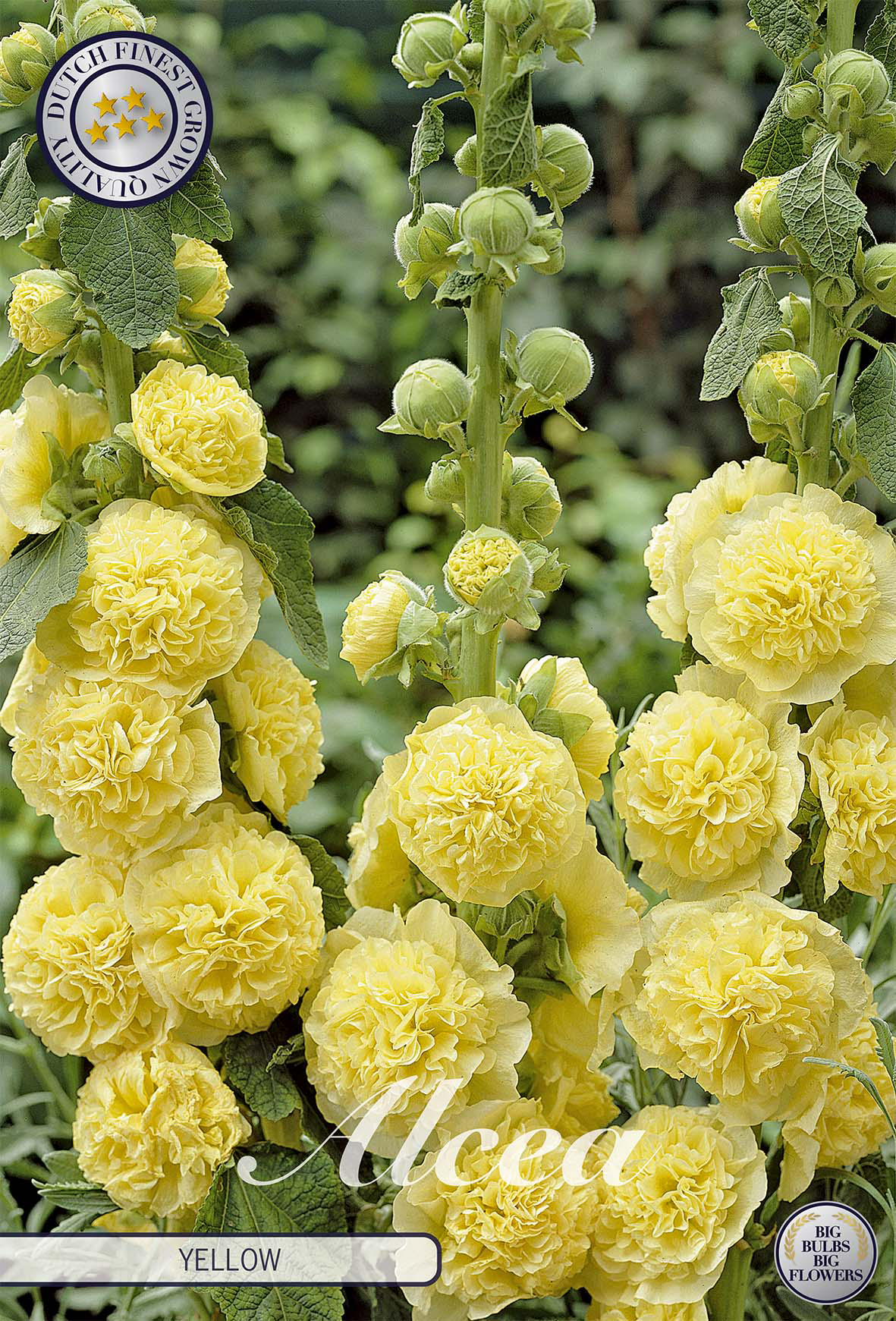 Alcea Yellow