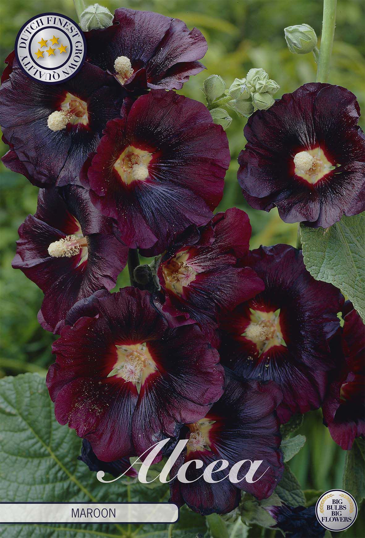Alcea Maroon