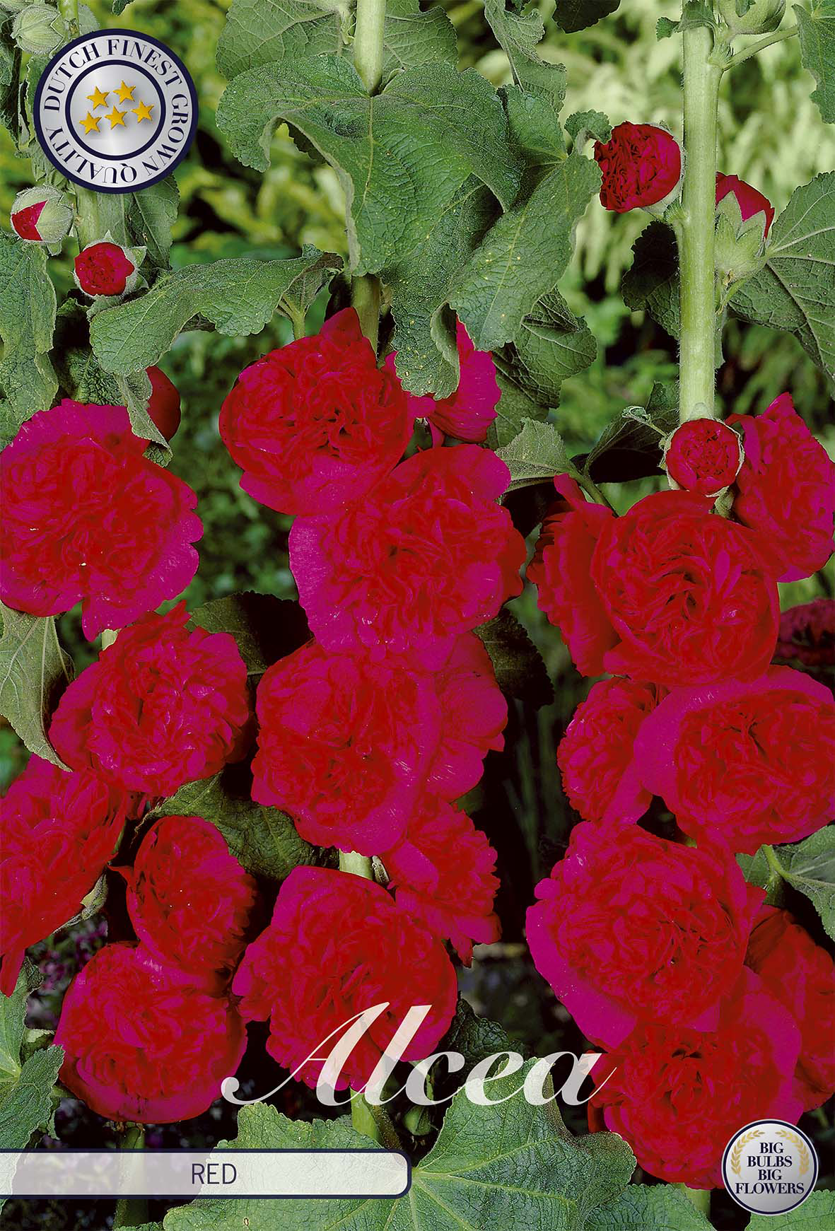 Alcea Red