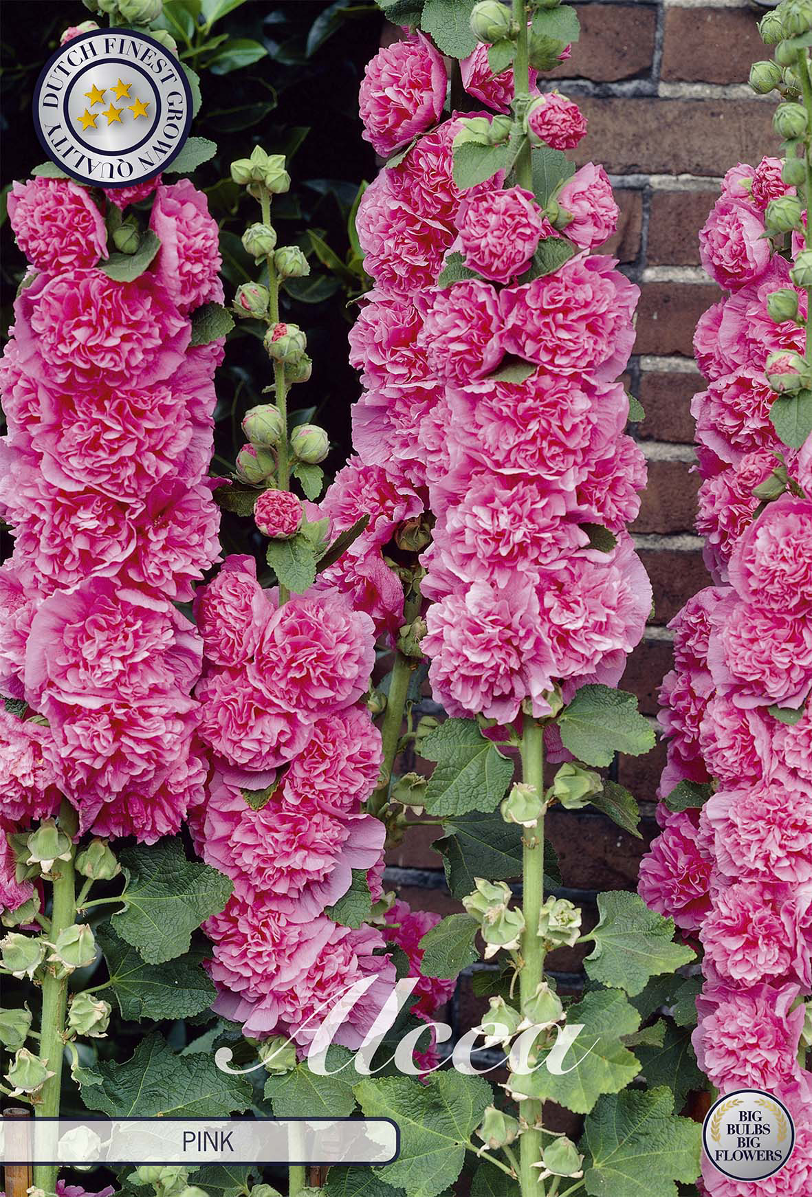 Alcea Pink