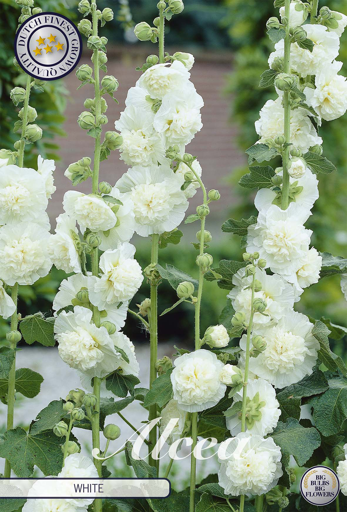 Alcea White