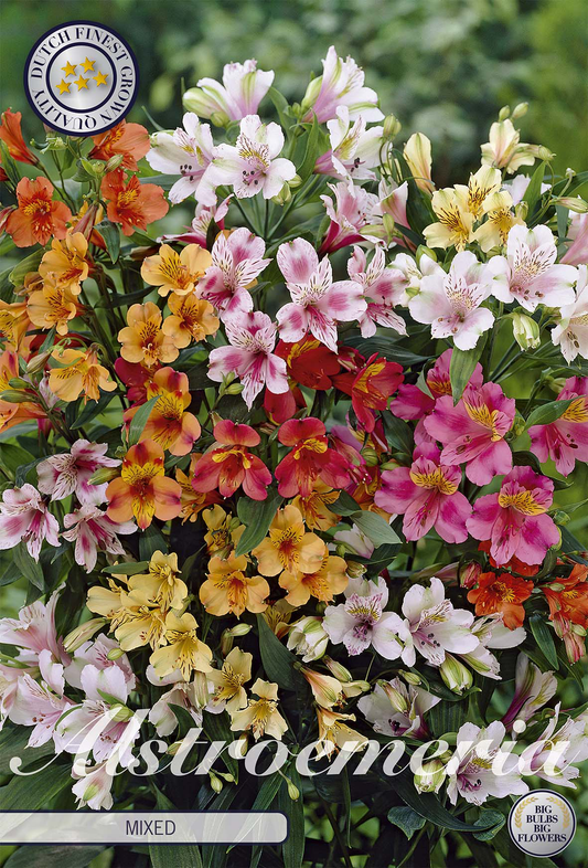 Alstroemeria Mixed