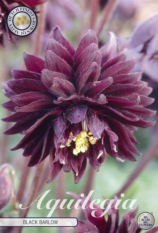 Aquilegia Black Barlow