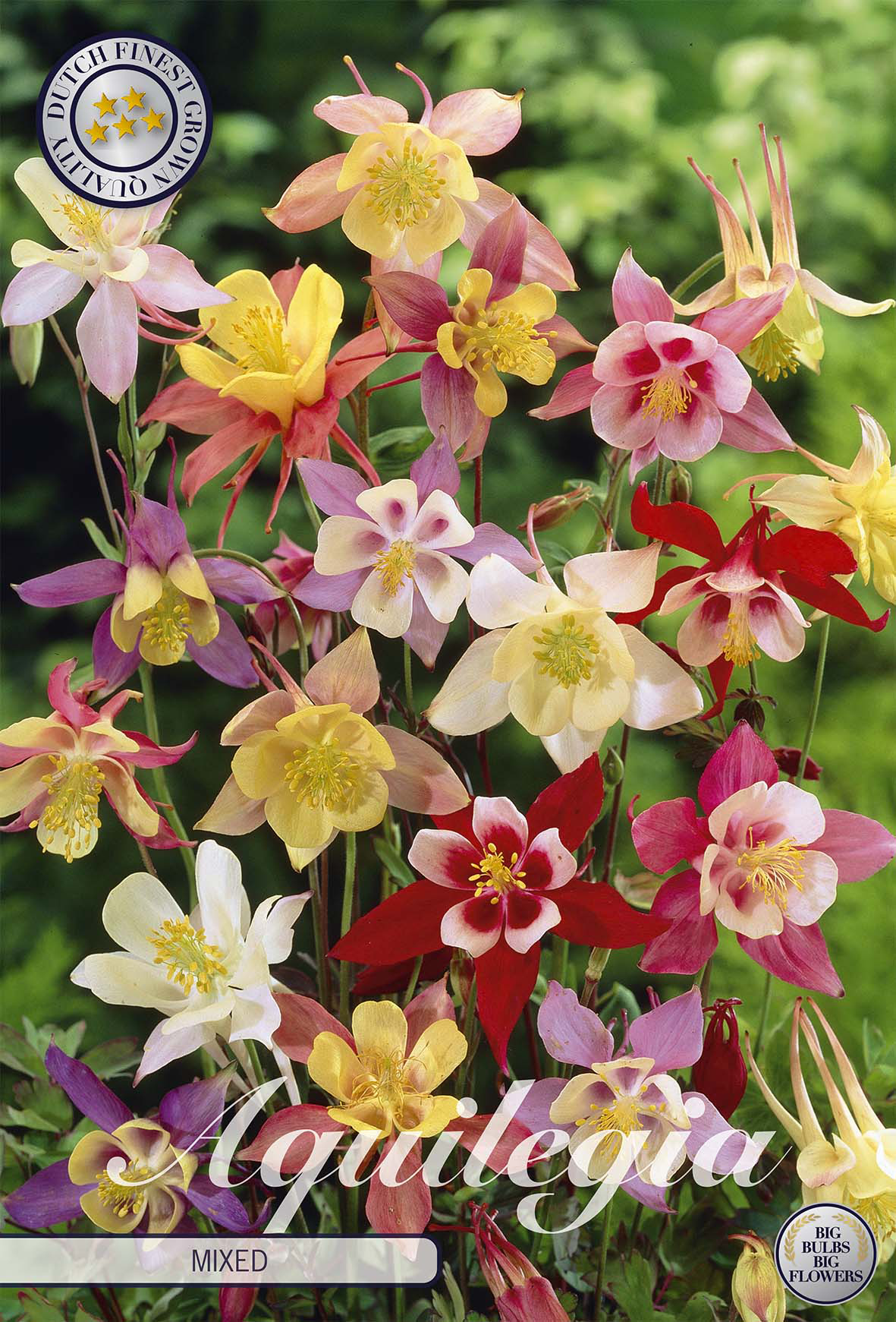 Aquilegia Mixed
