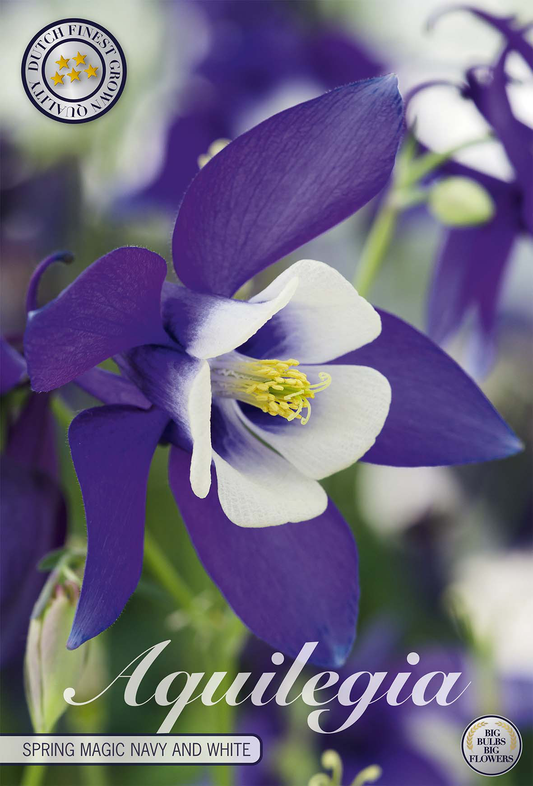 Aquilegia Spring Magic Navy and White