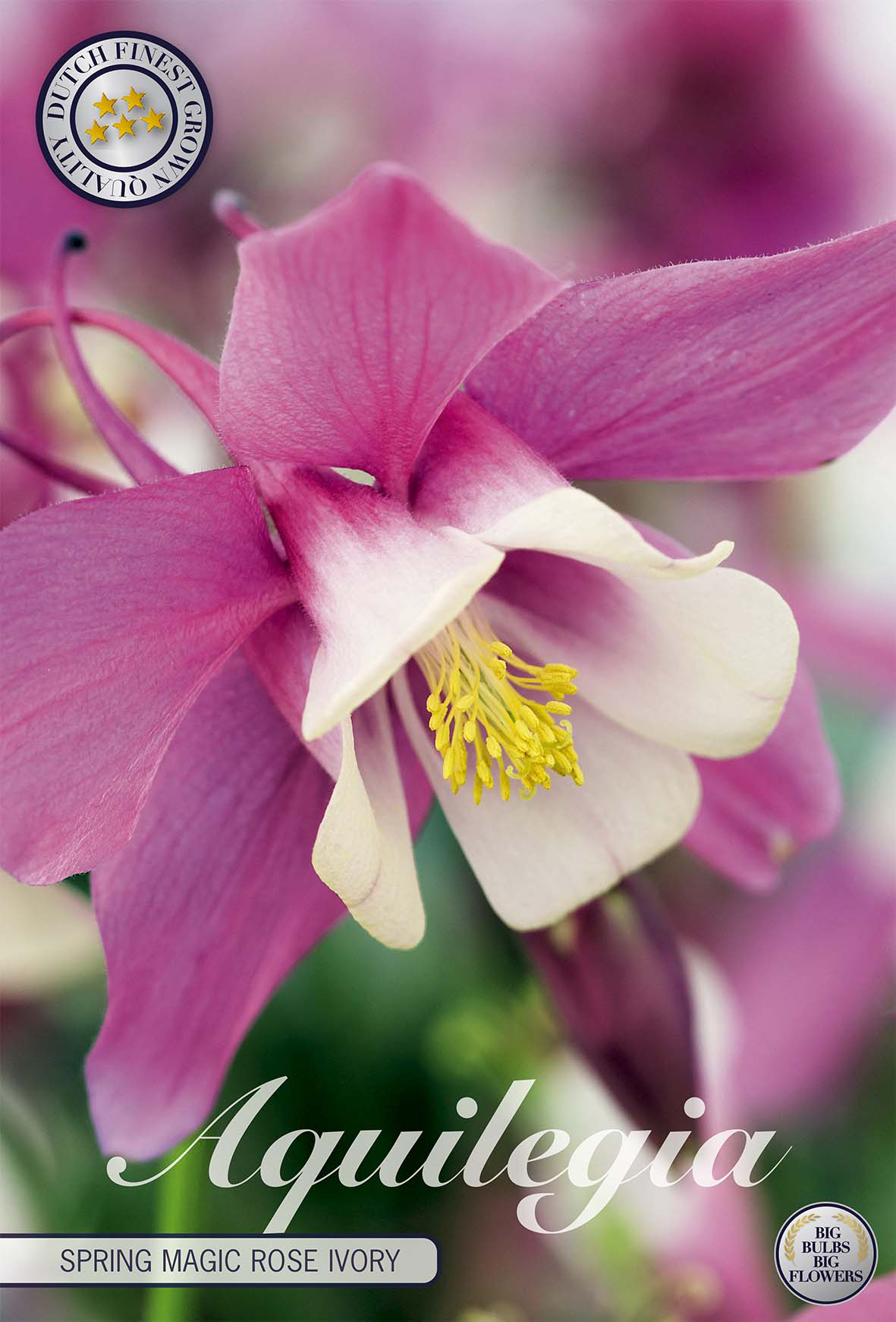 Aquilegia Spring Magic Rose Ivory