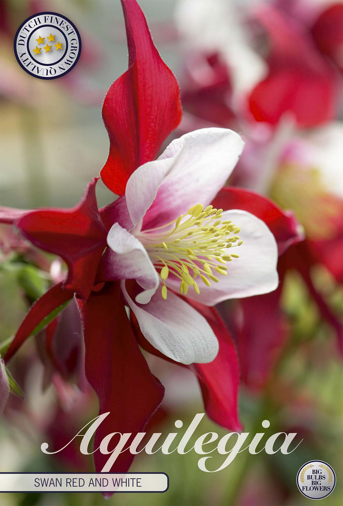Aquilegia Swan Red and White