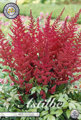 Astilbe Red