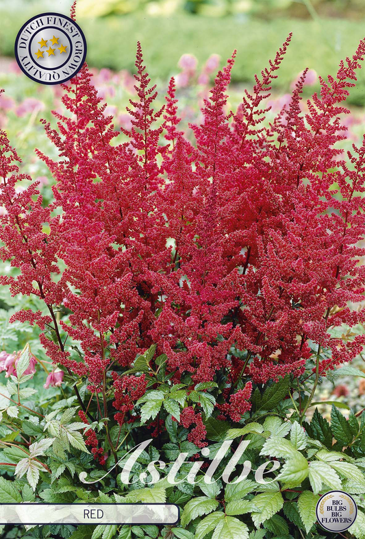 Astilbe Red