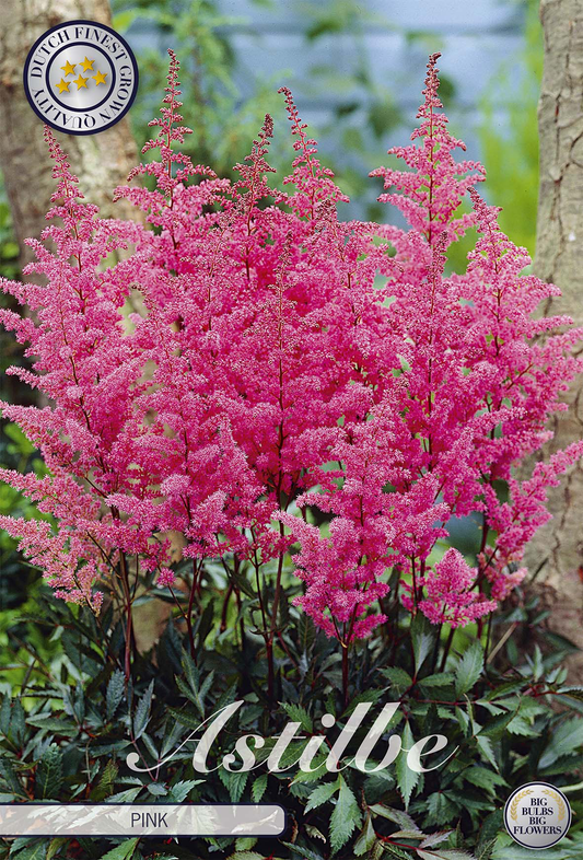 Astilbe Pink
