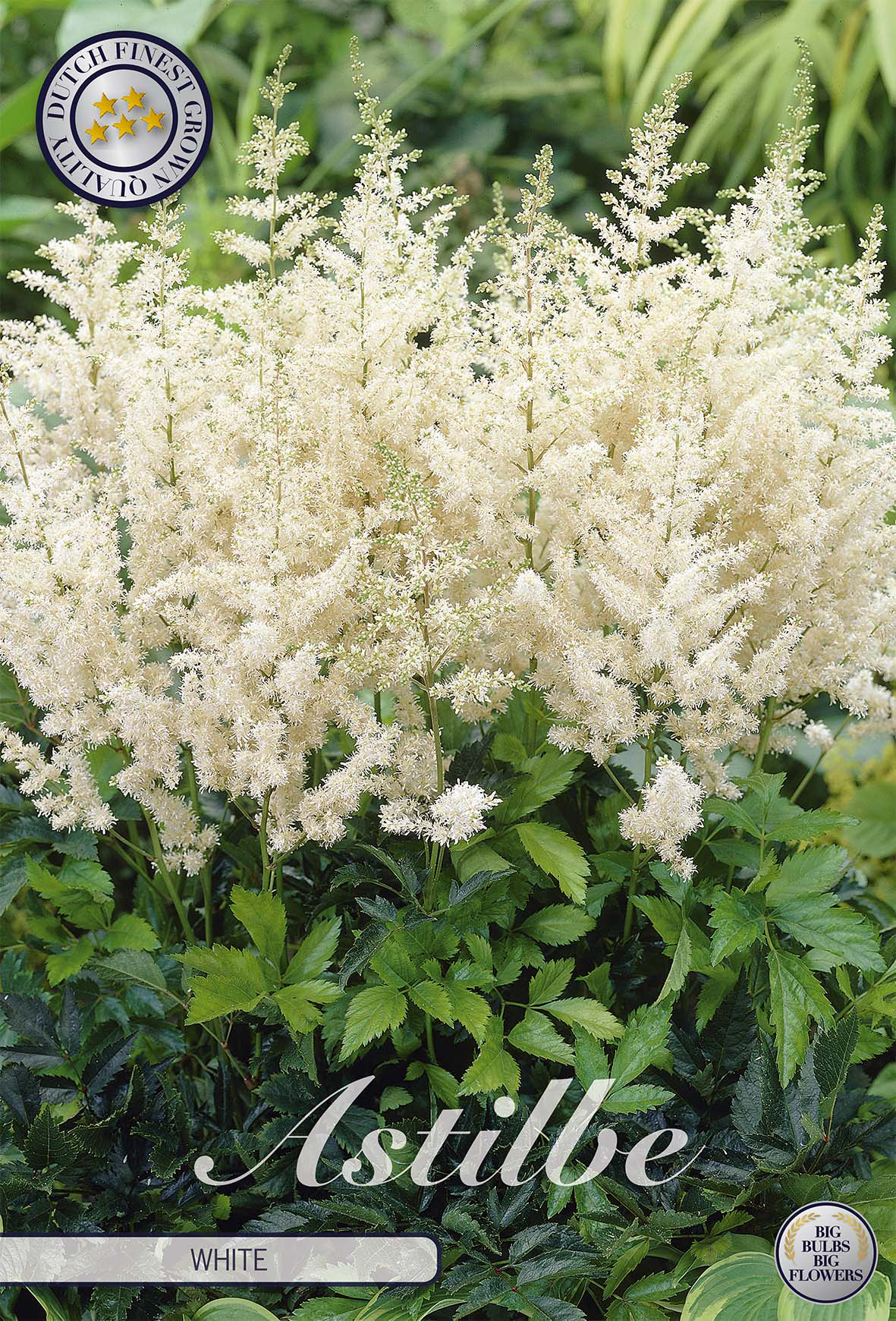 Astilbe White