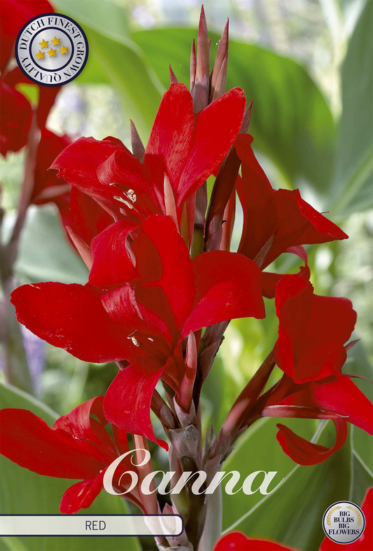 Canna Red