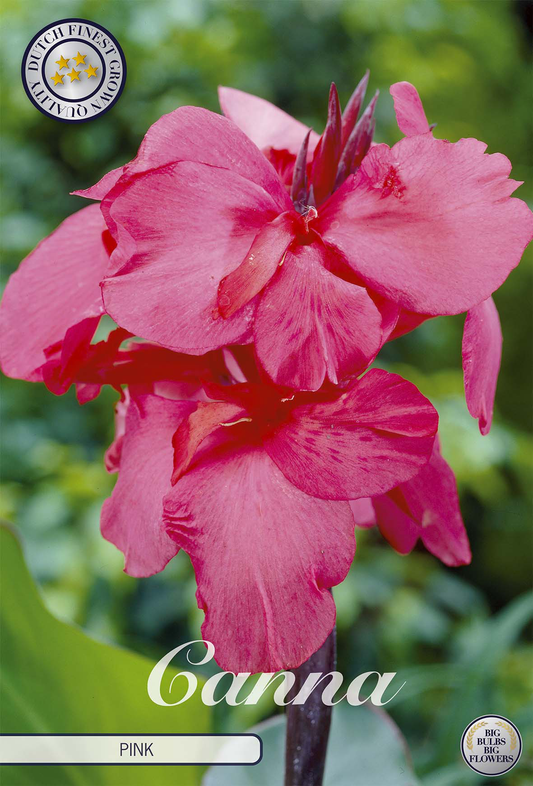 Canna Pink