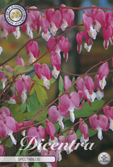 Dicentra Spectabilis