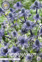 Eryngium Big Blue