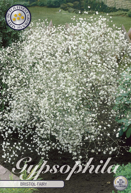 Gypsophila B Fairy