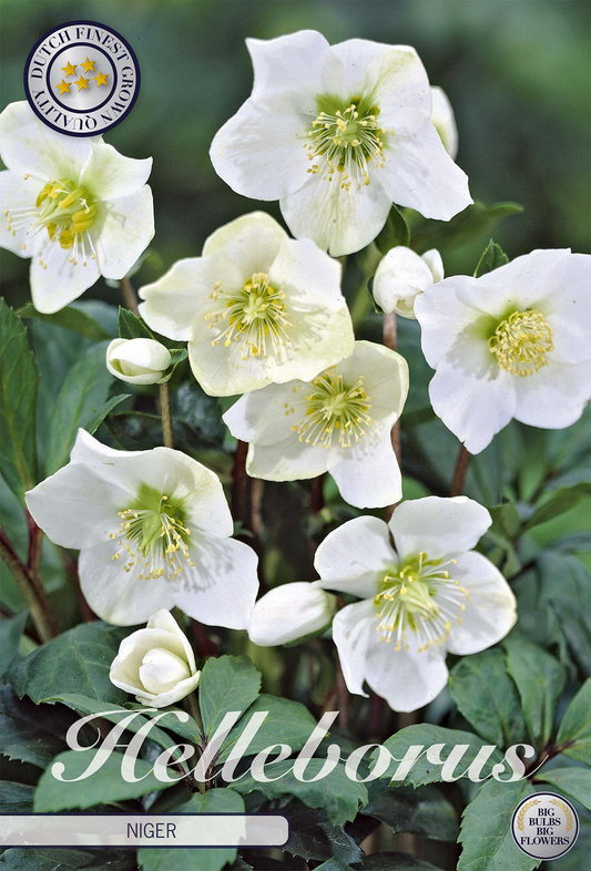 Helleborus Niger