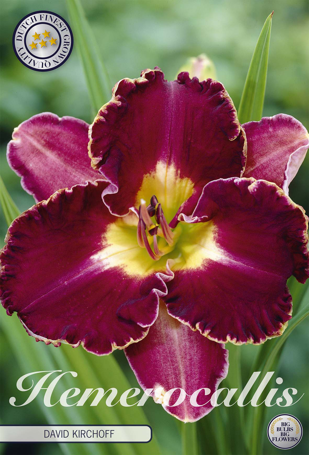 Hemerocallis David Kirchoff