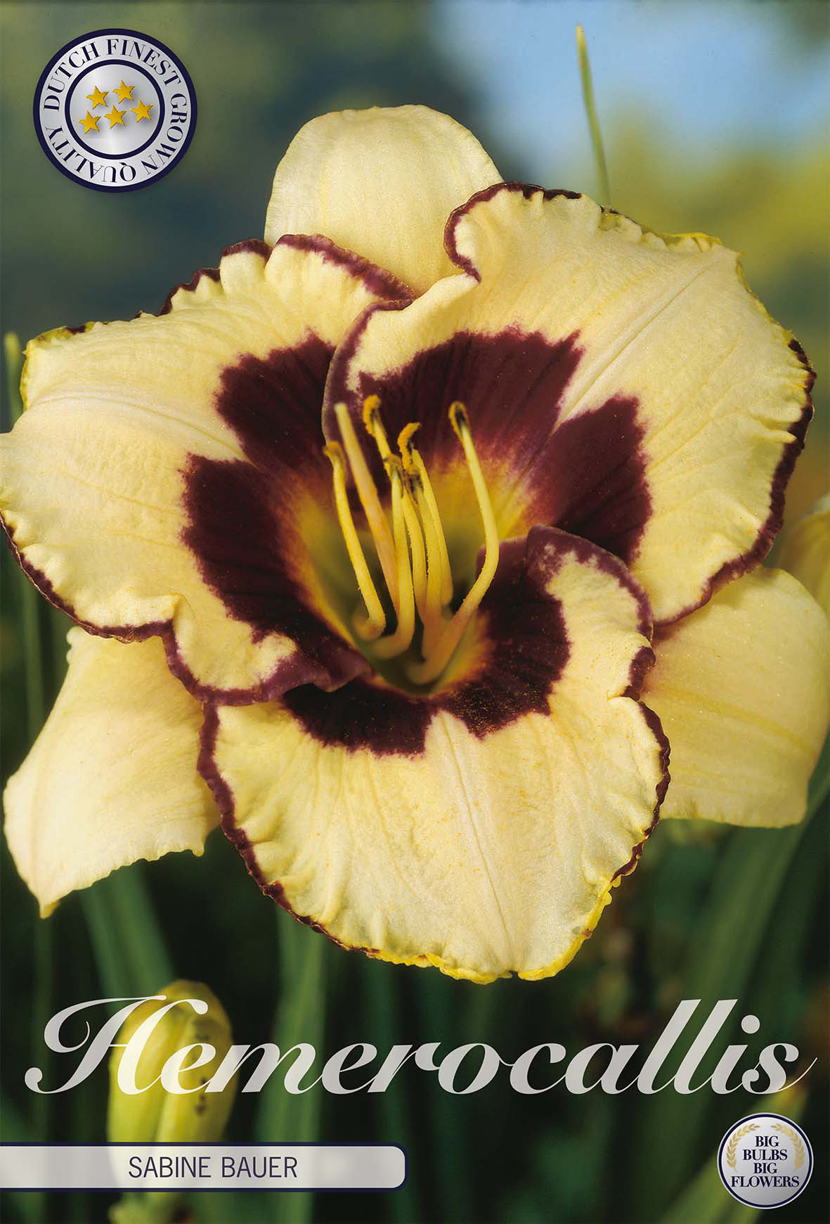 Hemerocallis Sabine Bauer