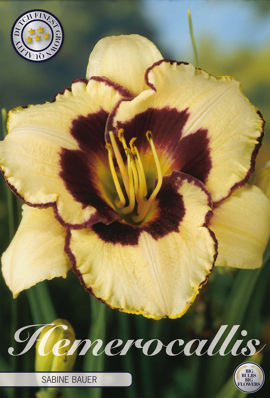 Hemerocallis Sabine Bauer