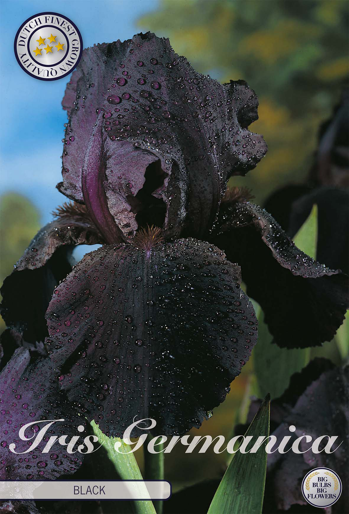 Iris Germanica Black