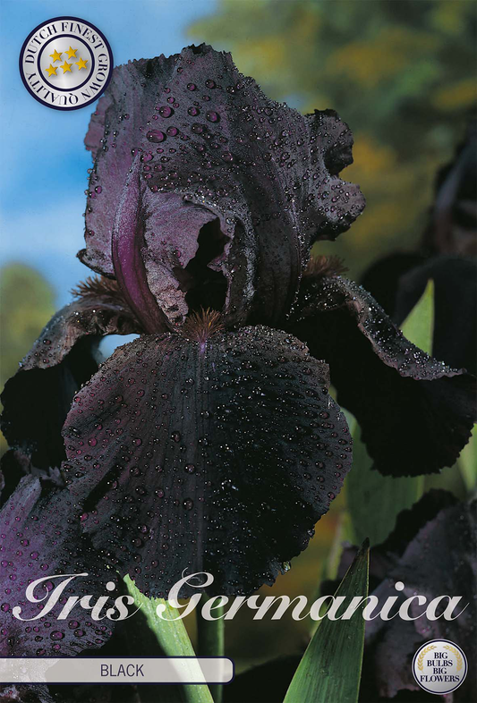 Iris Germanica Black