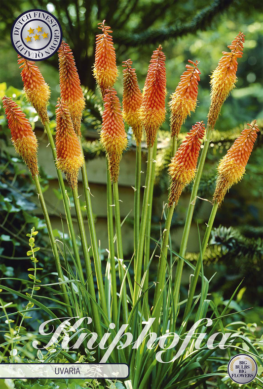Kniphofia Uvaria