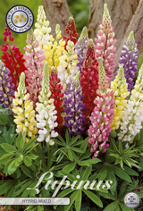 Lupinus Hybrid Mixed