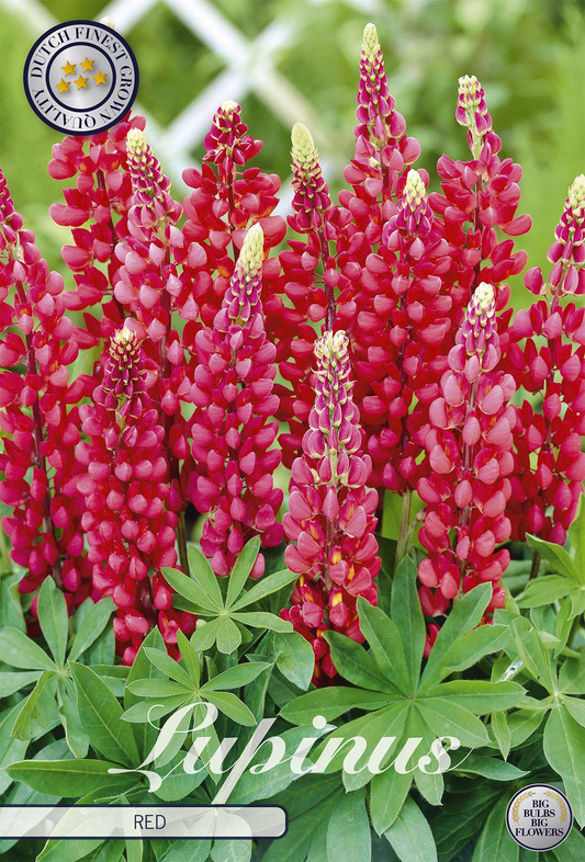 Lupinus Red