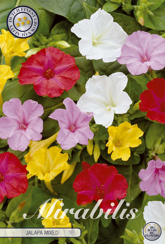 Mirabilis Jalapa Mixed