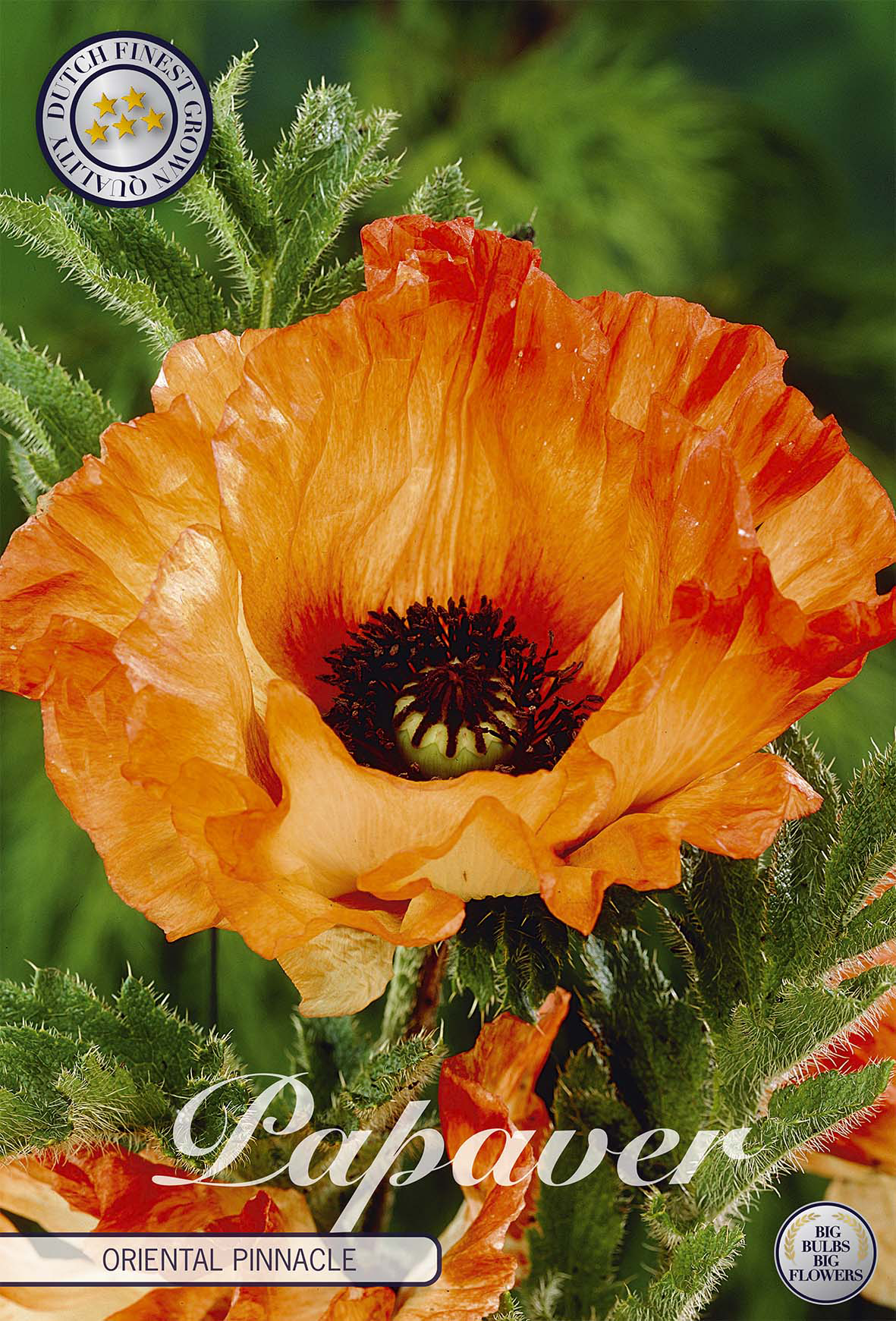Papaver Oriental Pinnacle