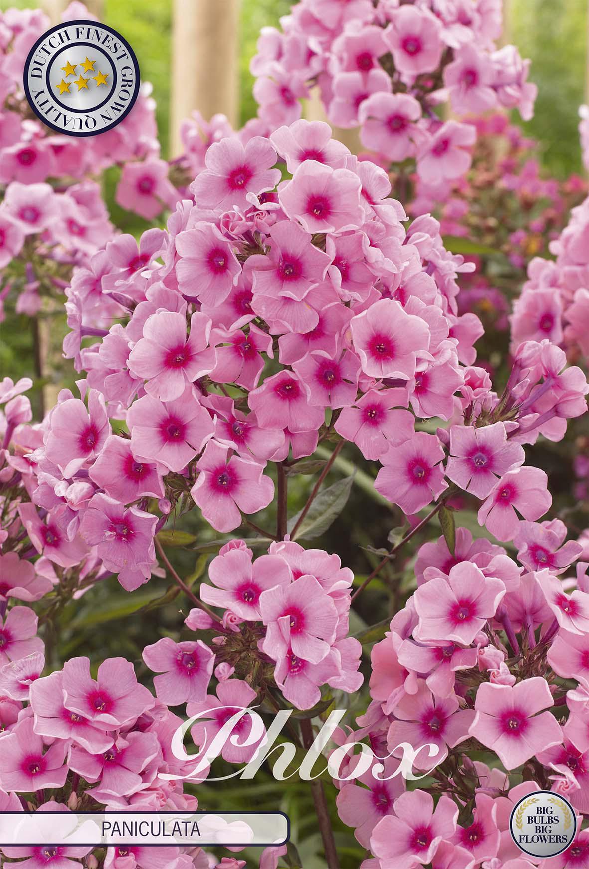 Phlox Paniculata