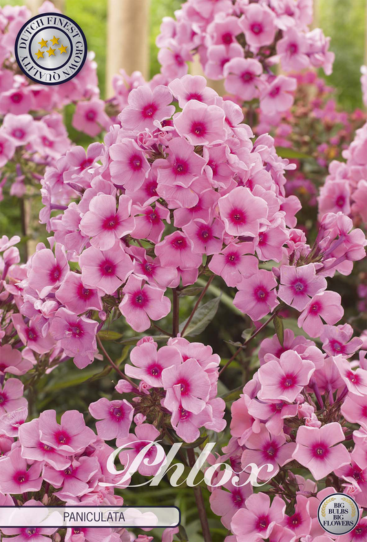 Phlox Paniculata