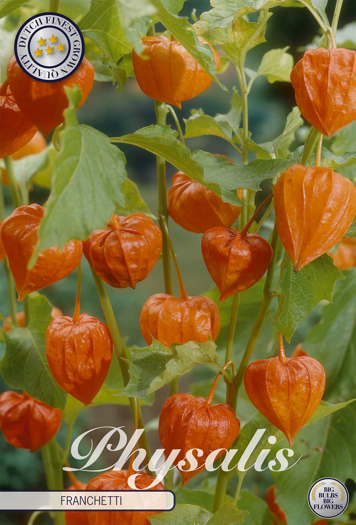Physalis Franchetti