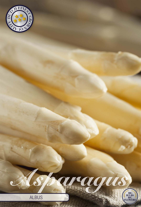 Asparagus Albus