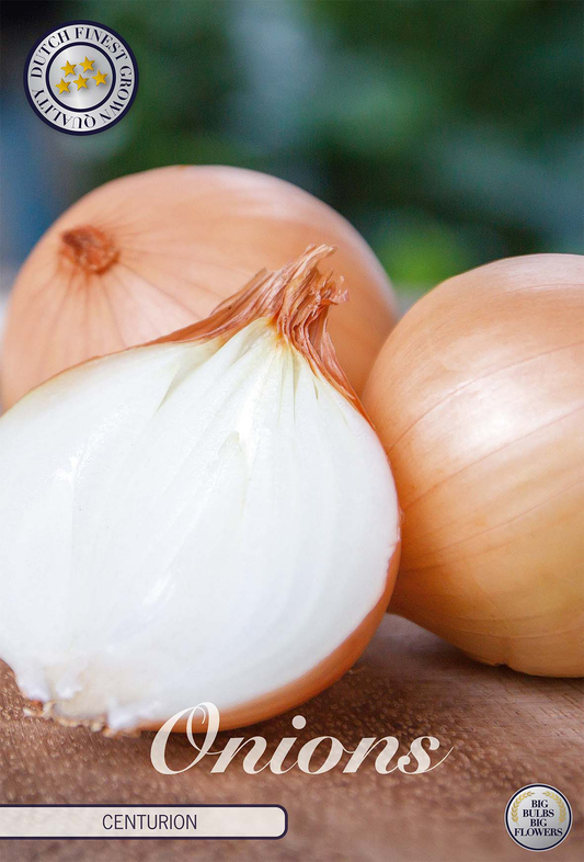 Onion Centurion