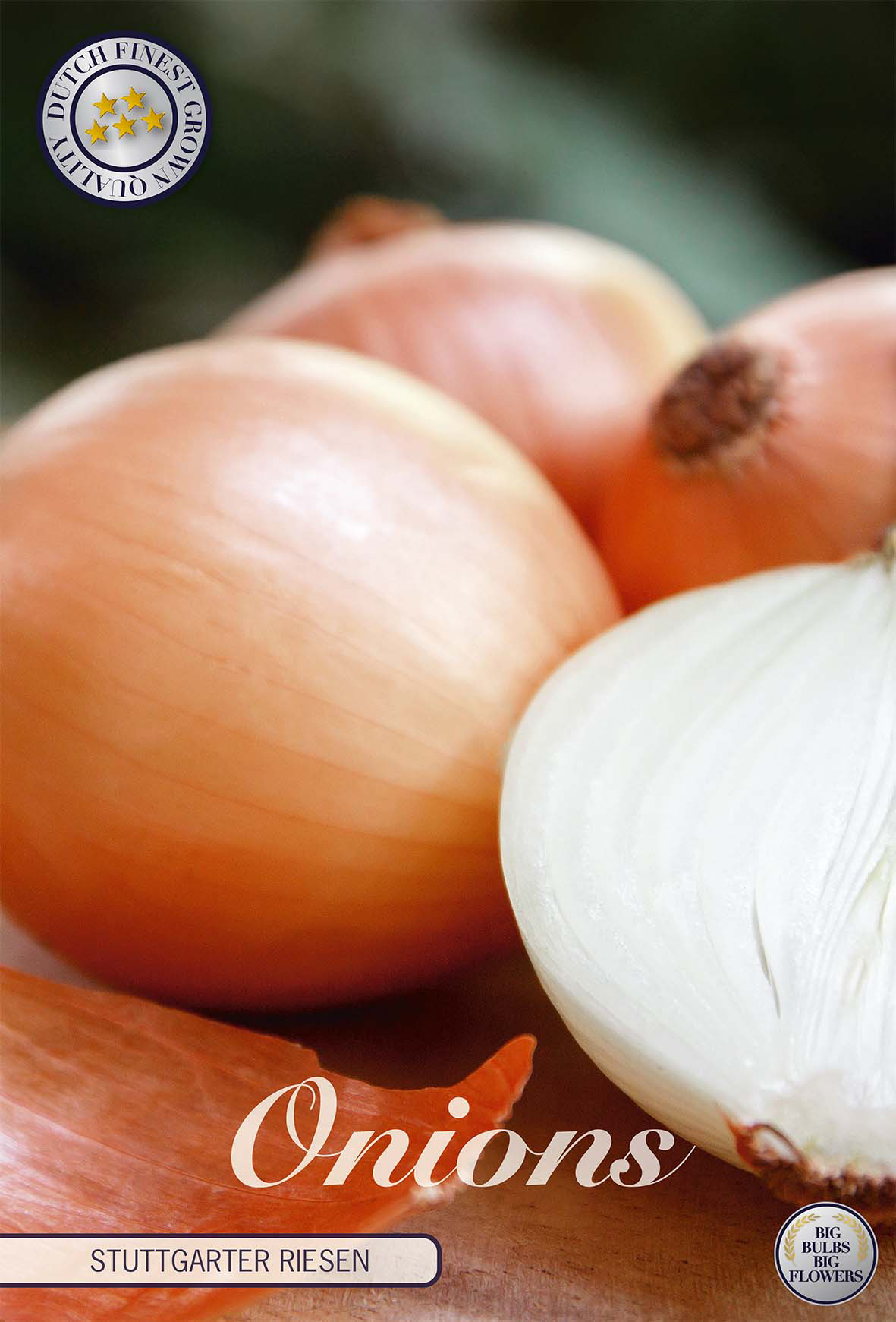Onion Stutgarten Rieser