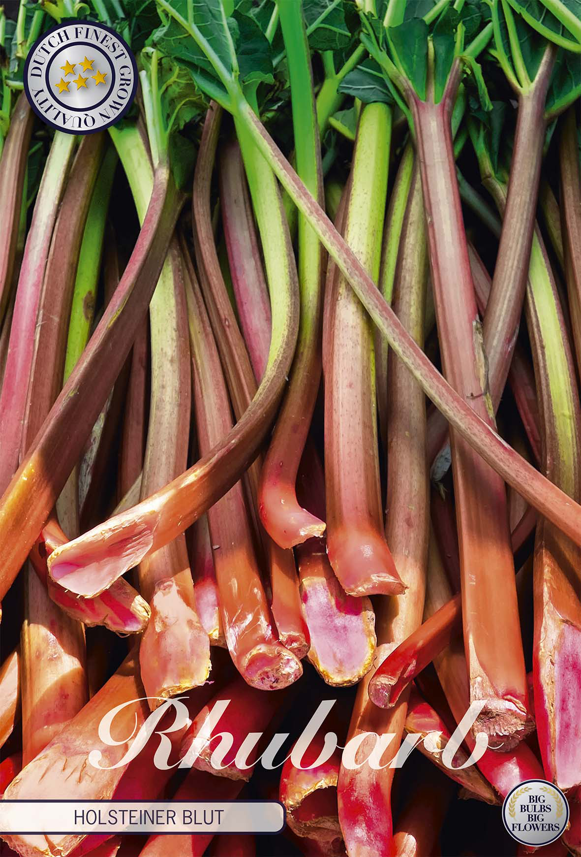 Rhubarb Holsteiner Blut