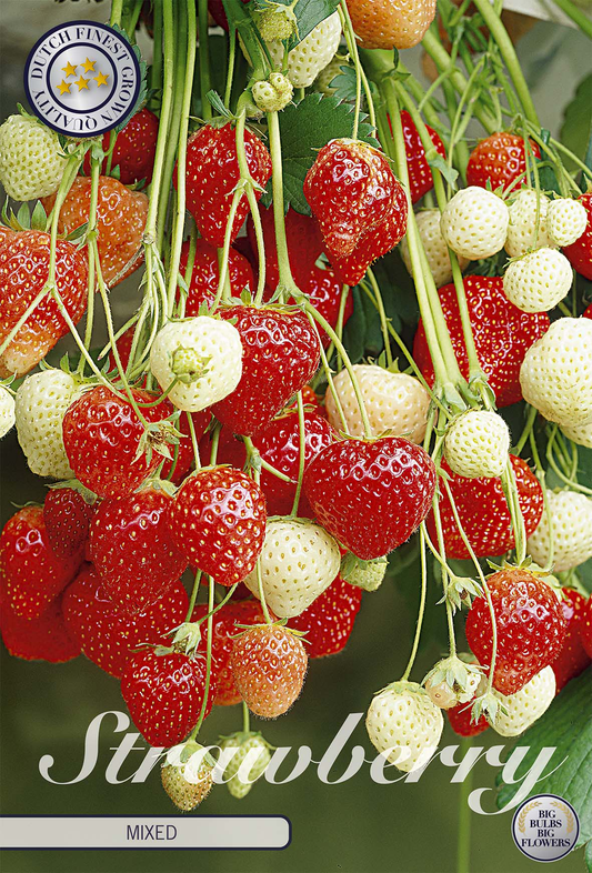 Strawberry Mixed