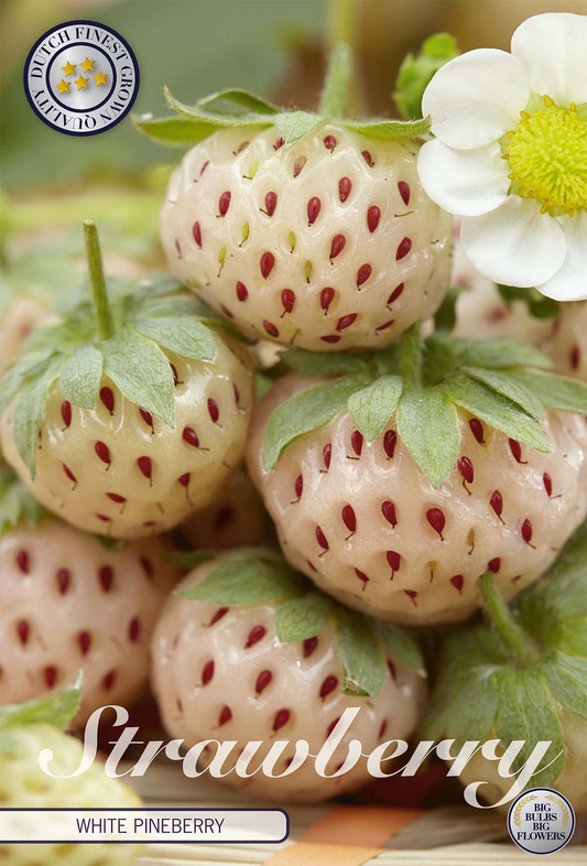 Strawberry White Pineberry