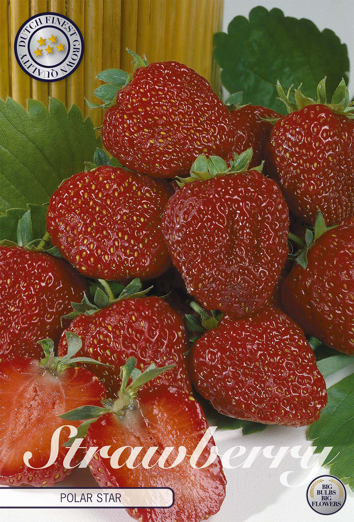 Strawberry Polar Star