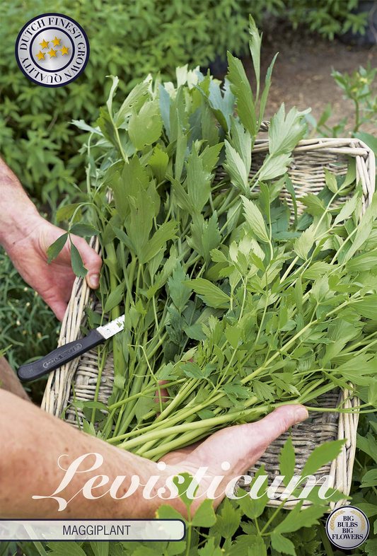 Levisticum Maggiplant