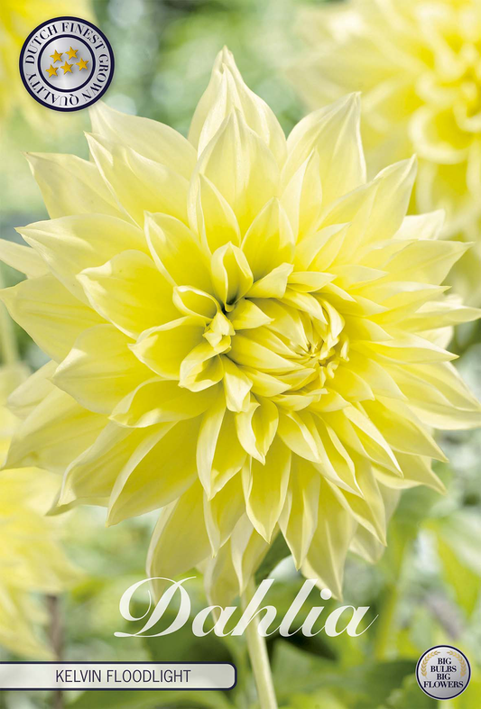 Dahlia Kelvin Floodlight