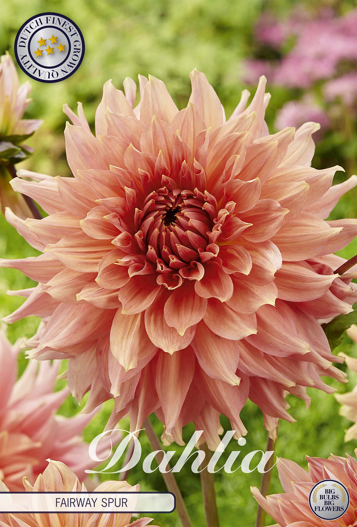 Dahlia Fairway Spur